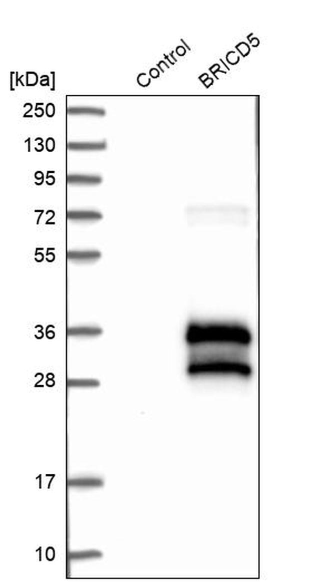 BRICD5 Antibody in Western Blot (WB)