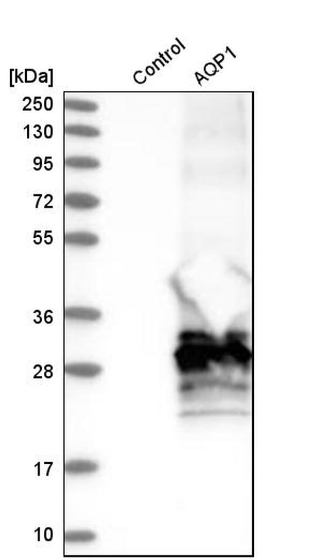 Aquaporin 1 Antibody in Western Blot (WB)