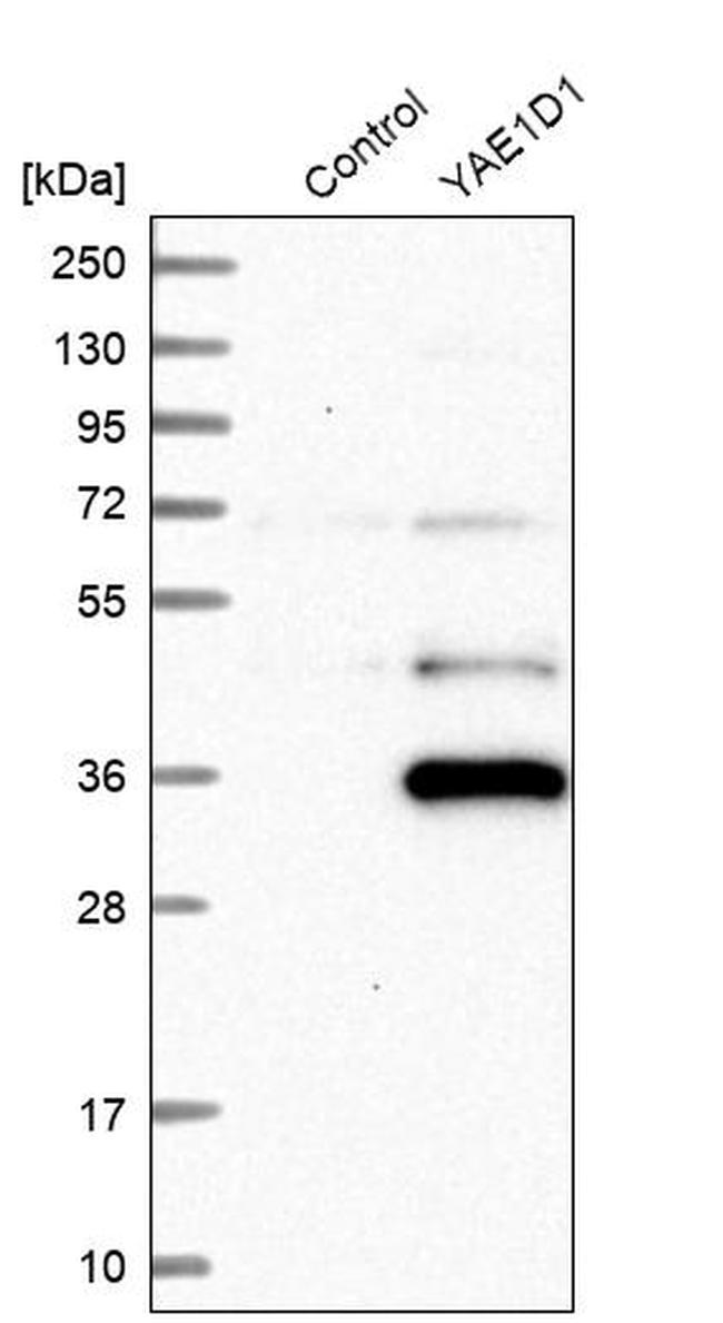 YAE1D1 Antibody in Western Blot (WB)