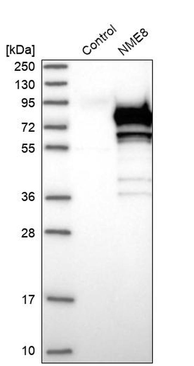 TXNDC3 Antibody in Western Blot (WB)