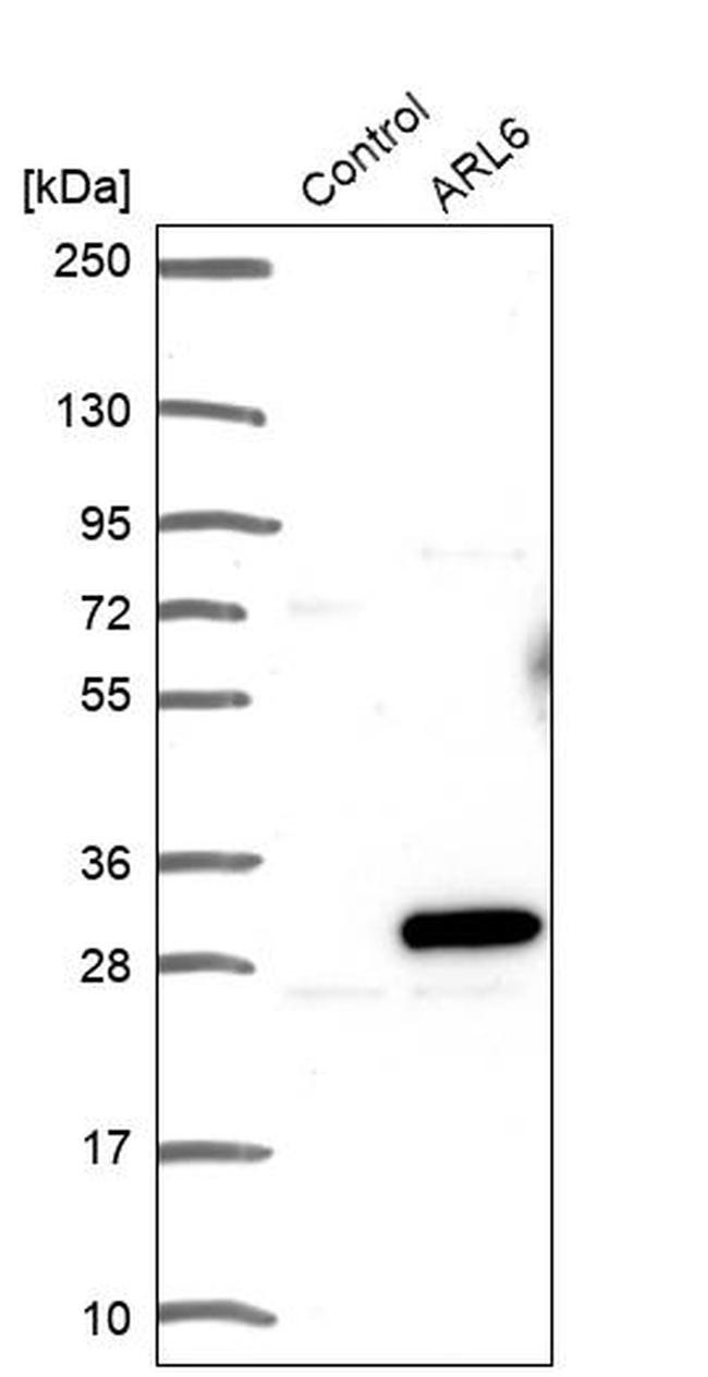 ARL6 Antibody in Western Blot (WB)