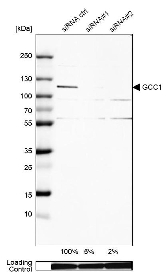 GCC1 Antibody in Western Blot (WB)