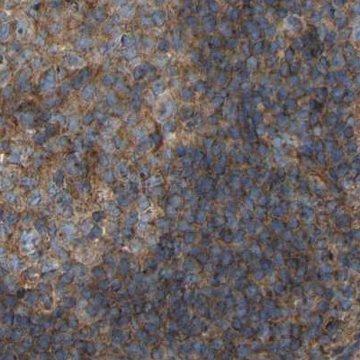 SAMD9L Antibody in Immunohistochemistry (IHC)