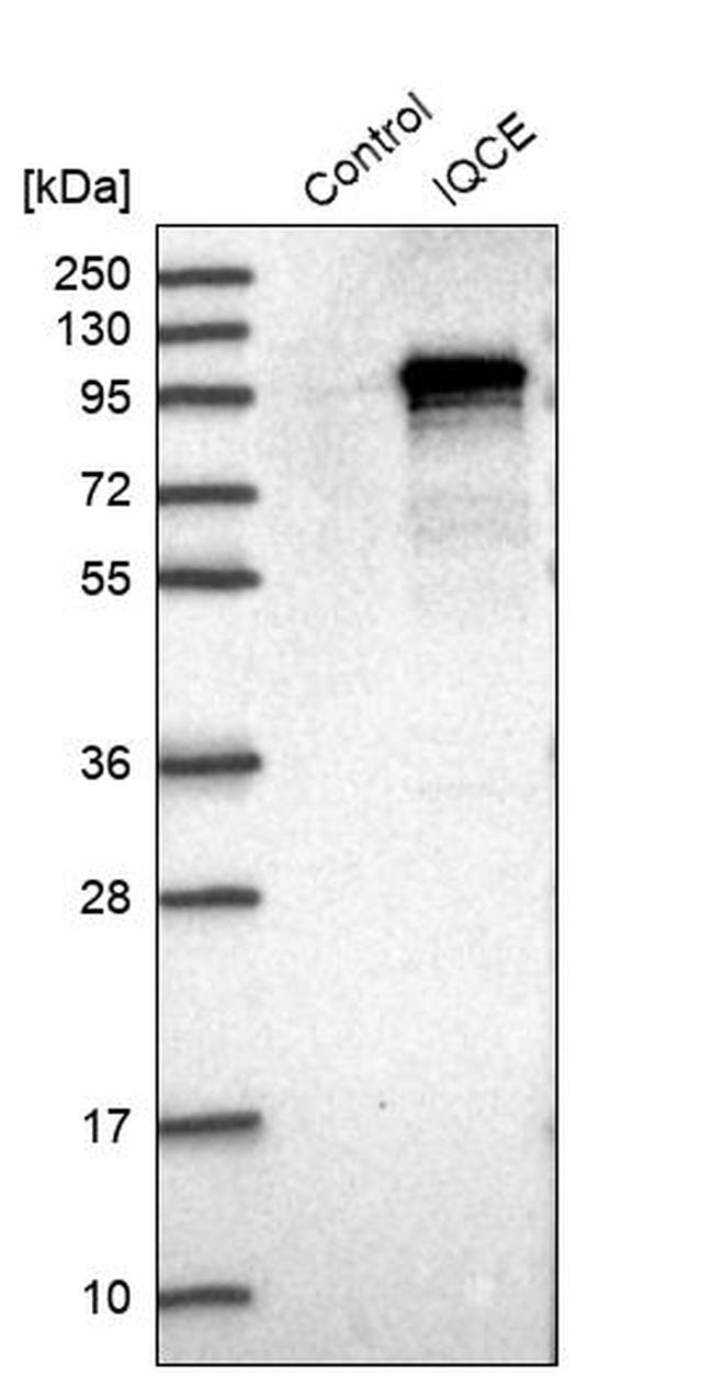 IQCE Antibody in Western Blot (WB)