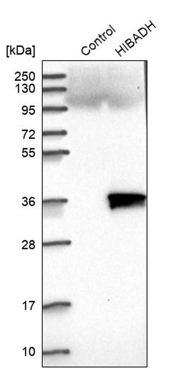 HIBADH Antibody in Western Blot (WB)