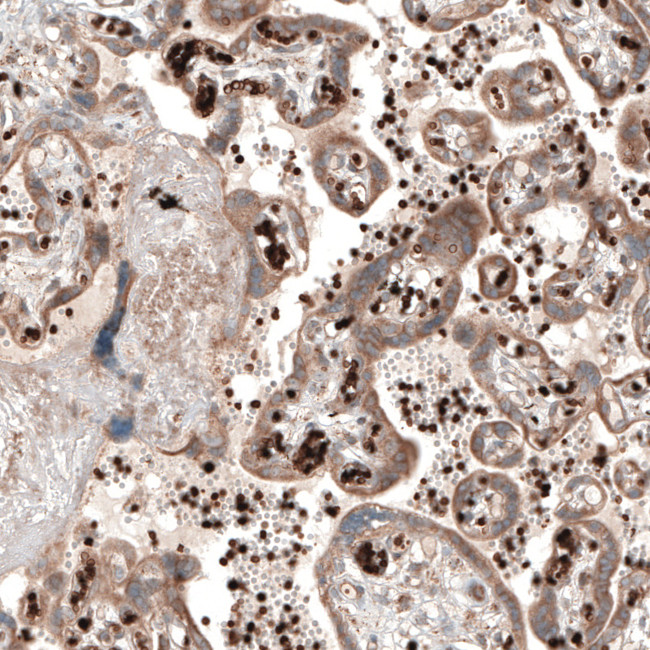 PER3 Antibody in Immunohistochemistry (IHC)