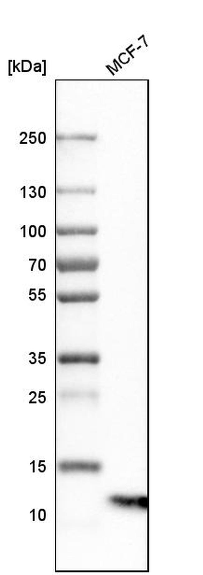 S100A13 Antibody in Western Blot (WB)