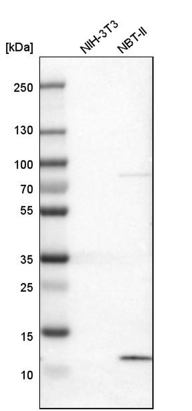 S100A13 Antibody in Western Blot (WB)