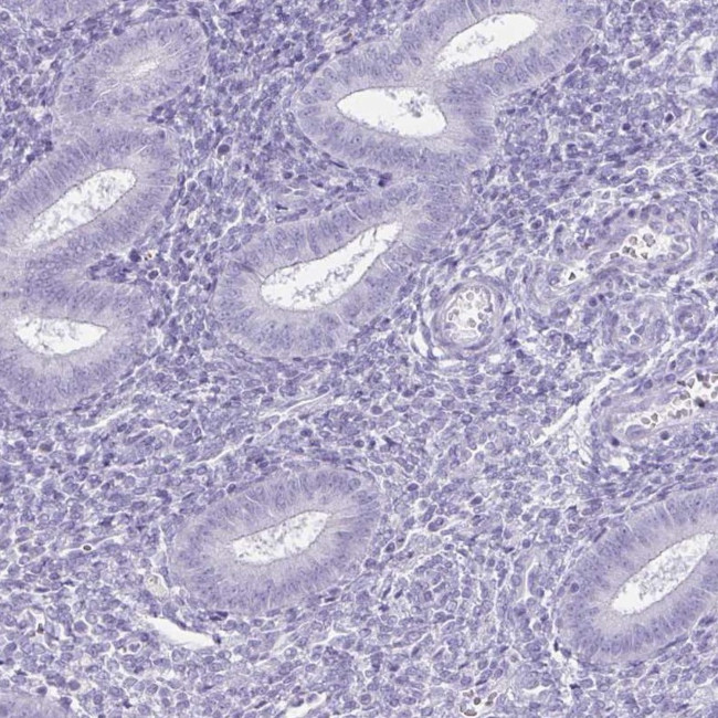 DAZL Antibody in Immunohistochemistry (IHC)