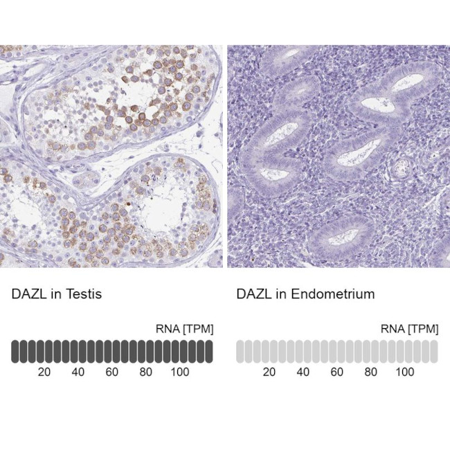 DAZL Antibody