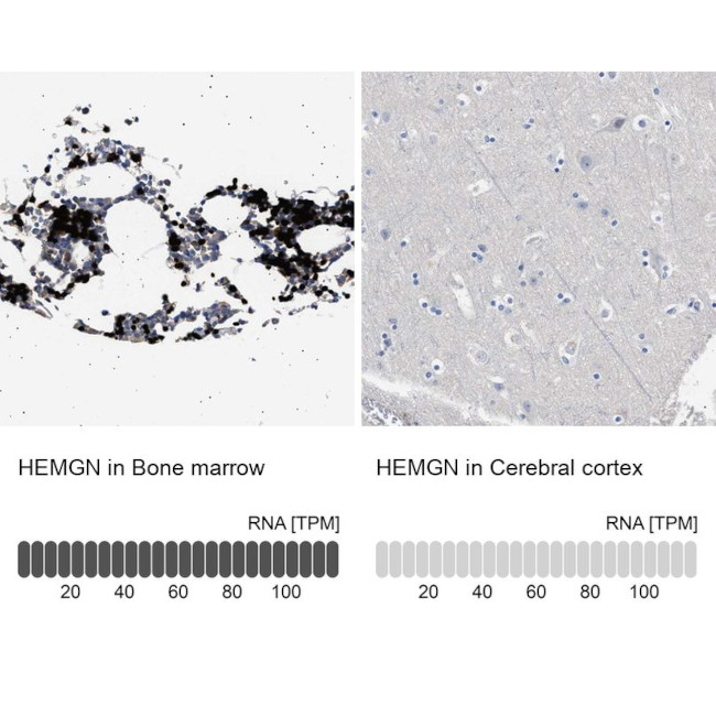 HEMGN Antibody