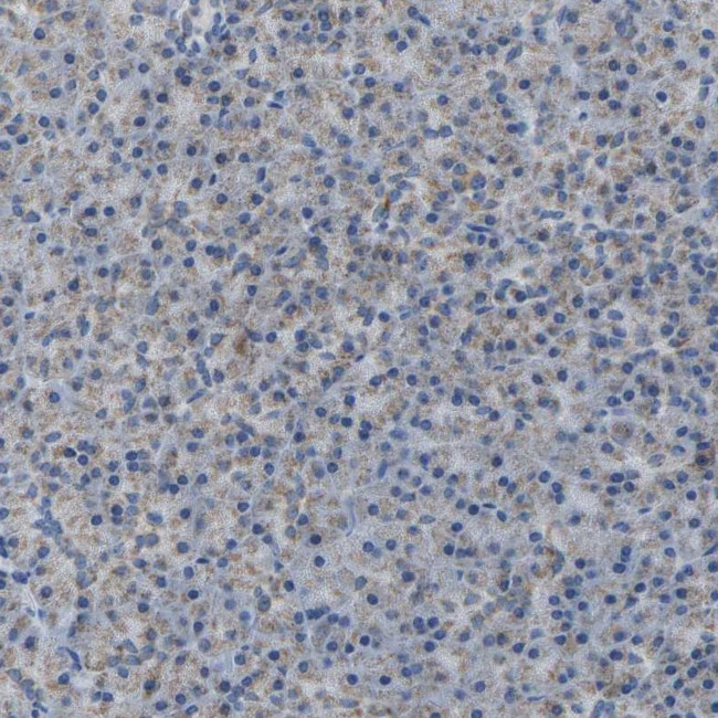 CANT1 Antibody in Immunohistochemistry (IHC)