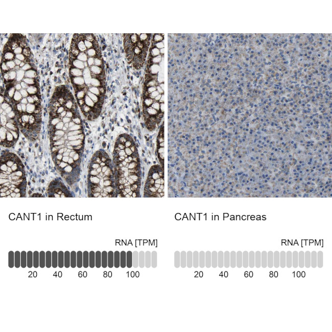 CANT1 Antibody