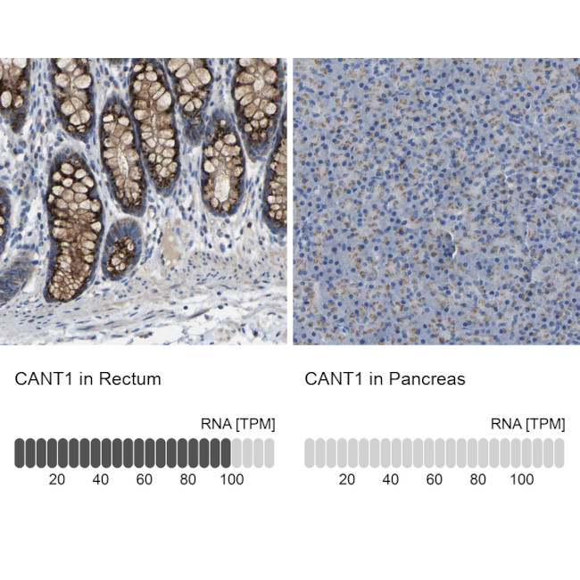 CANT1 Antibody