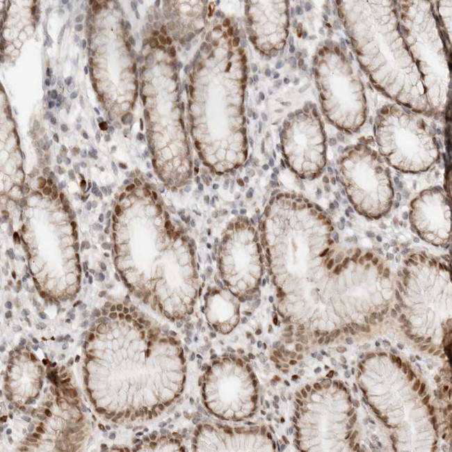 NPAS2 Antibody in Immunohistochemistry (IHC)