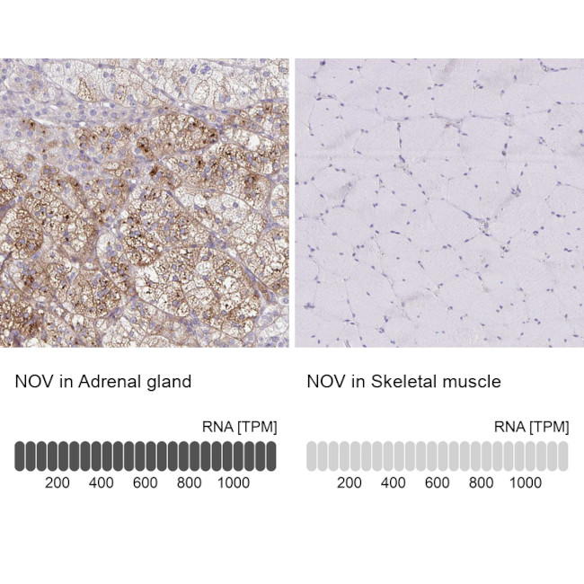 NOV Antibody