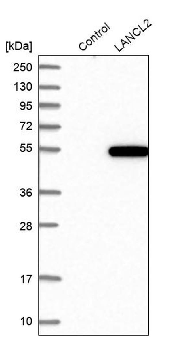 LANCL2 Antibody in Western Blot (WB)