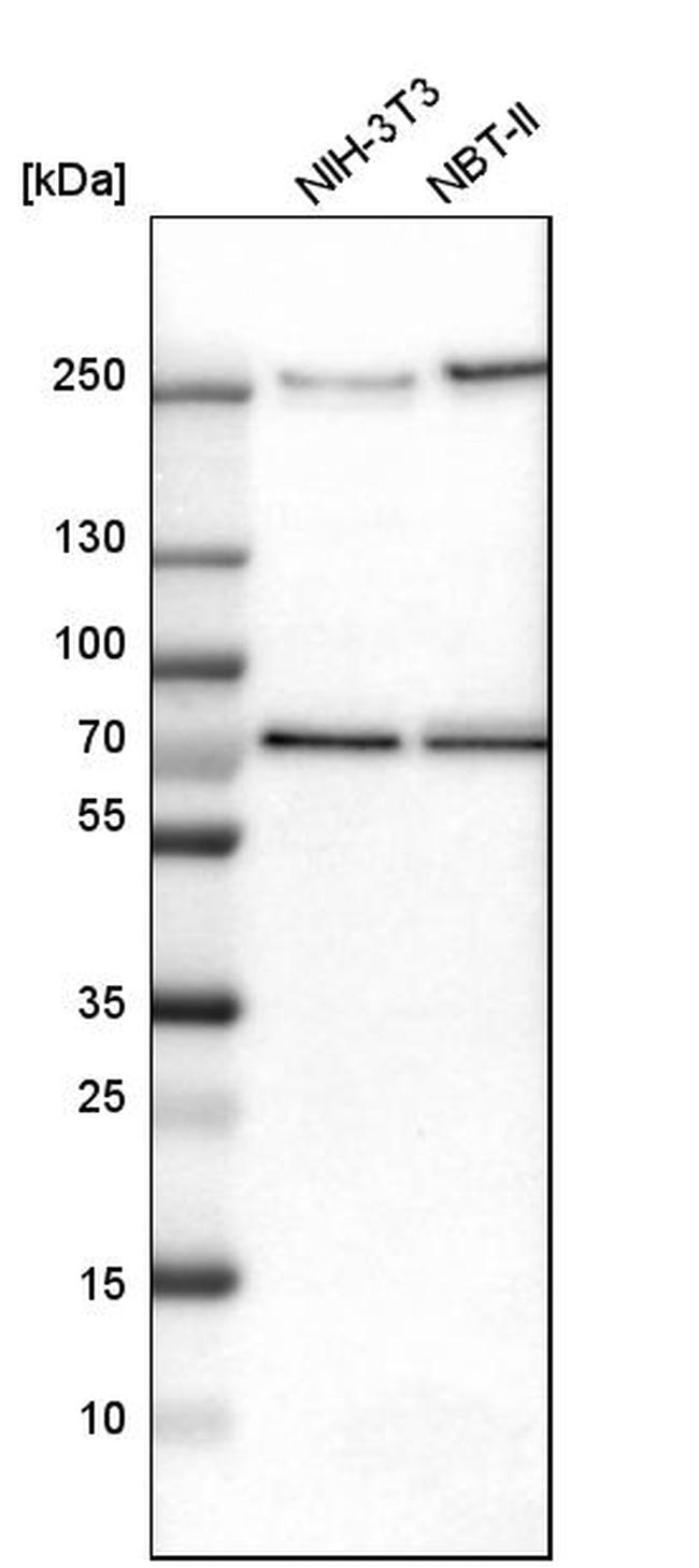 Tara Antibody in Western Blot (WB)