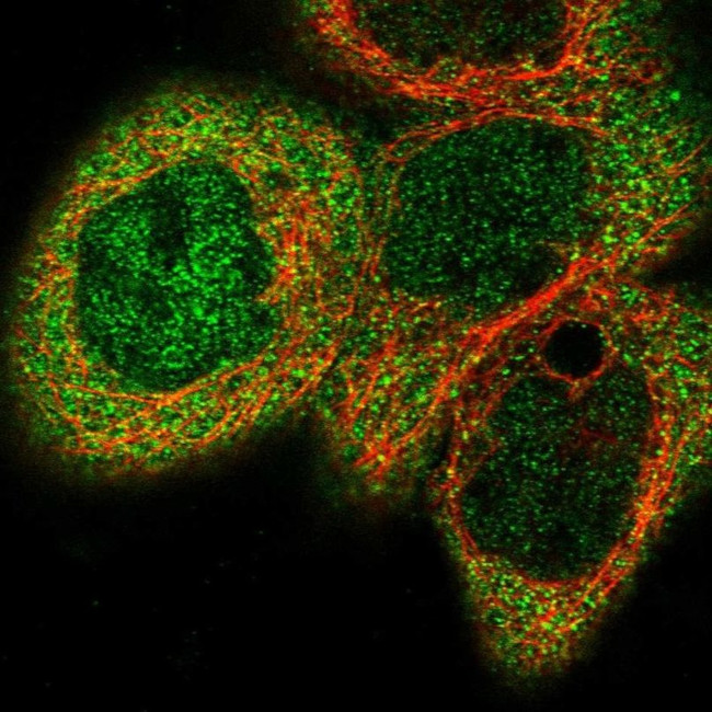 Cbl-b Antibody in Immunocytochemistry (ICC/IF)