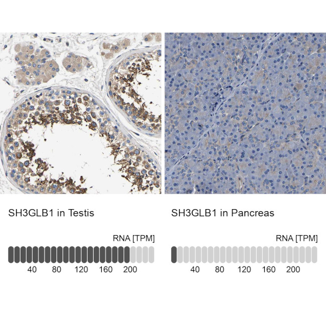 Bif1 Antibody in Immunohistochemistry (IHC)