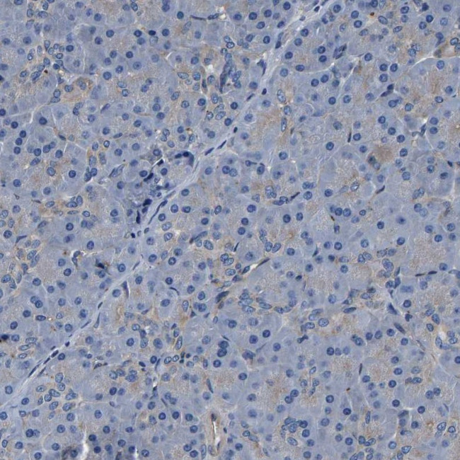 Bif1 Antibody in Immunohistochemistry (IHC)