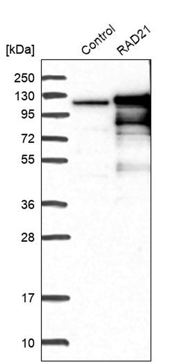 RAD21 Antibody in Western Blot (WB)