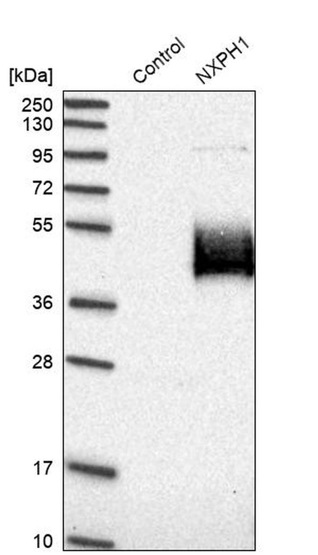 NXPH1 Antibody in Western Blot (WB)