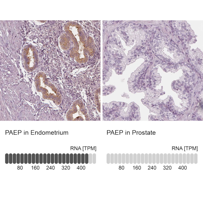 PAEP Antibody