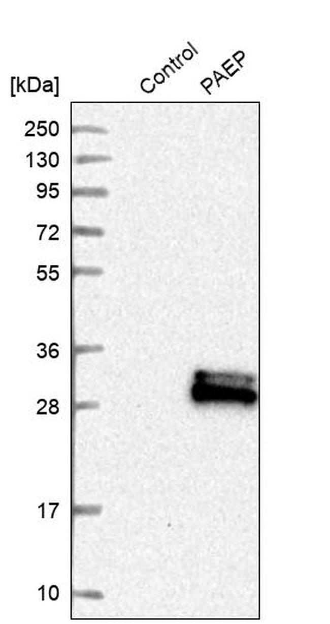 PAEP Antibody in Western Blot (WB)