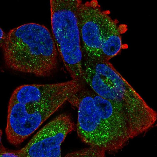 ZBTB39 Antibody in Immunocytochemistry (ICC/IF)