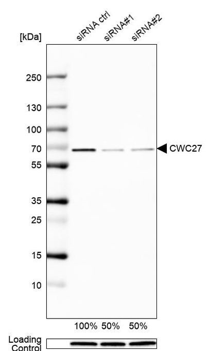 CWC27 Antibody