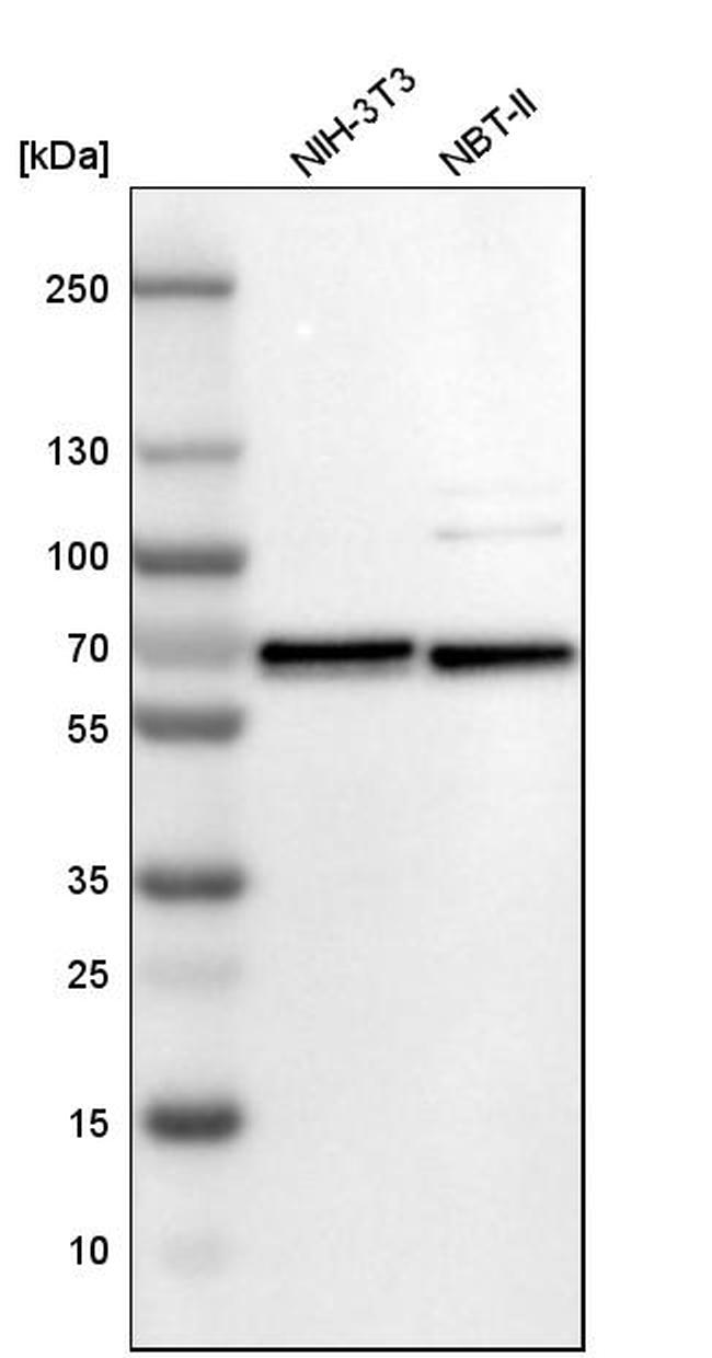 CWC27 Antibody in Western Blot (WB)