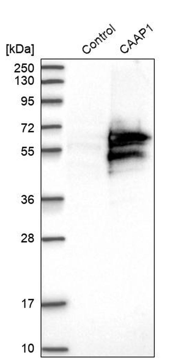 CAAP1 Antibody in Western Blot (WB)