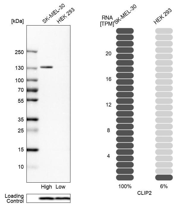 CLIP2 Antibody