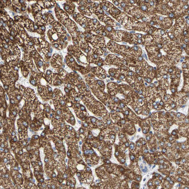 SHMT2 Antibody in Immunohistochemistry (IHC)