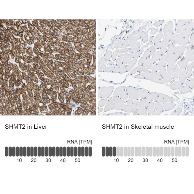 SHMT2 Antibody