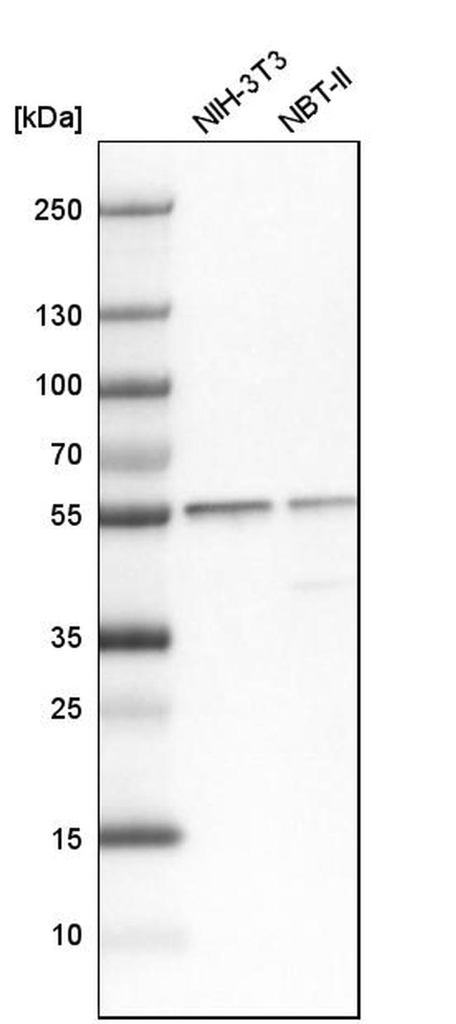 SERBP1 Antibody in Western Blot (WB)