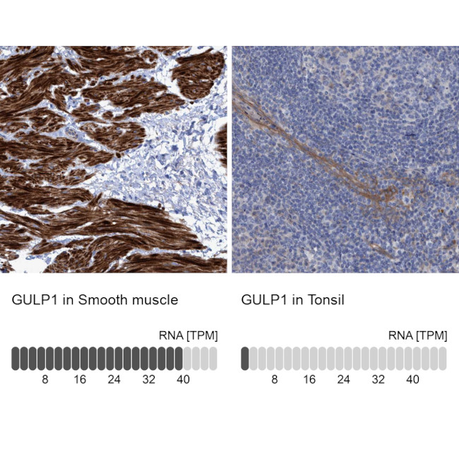 GULP1 Antibody