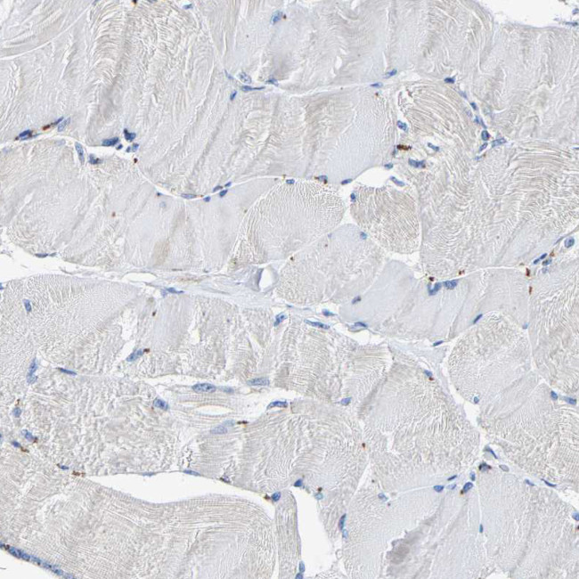 SLCO2B1 Antibody in Immunohistochemistry (IHC)