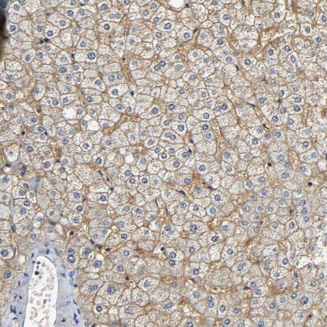 SLCO2B1 Antibody in Immunohistochemistry (IHC)