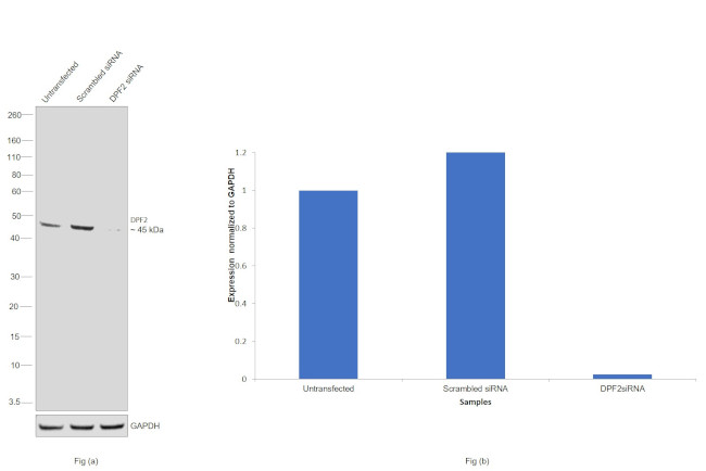 DPF2 Antibody