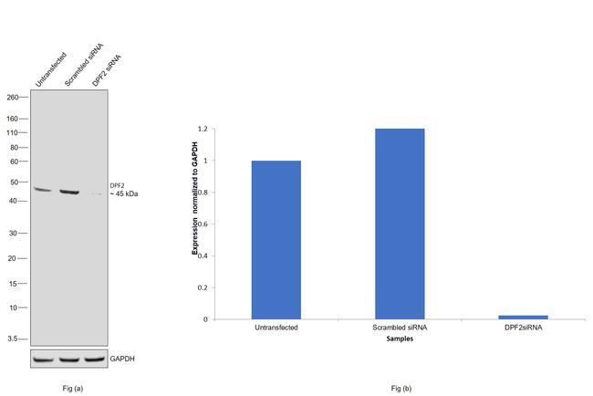 DPF2 Antibody in Western Blot (WB)