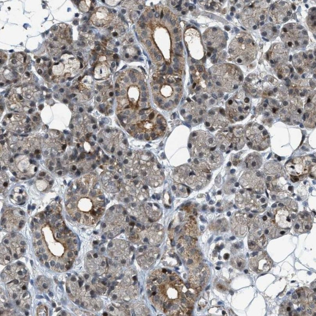 DPF2 Antibody in Immunohistochemistry (IHC)