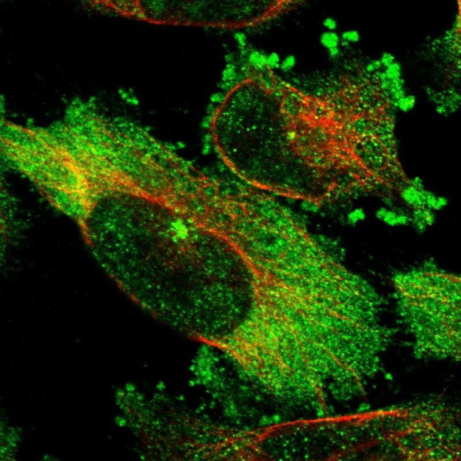 HAUS6 Antibody in Immunocytochemistry (ICC/IF)