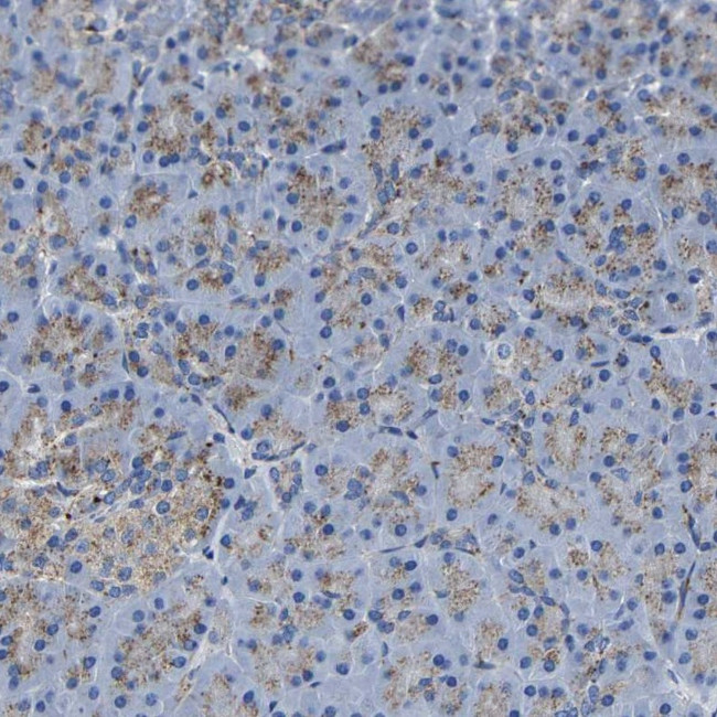 LAMTOR4 Antibody in Immunohistochemistry (IHC)