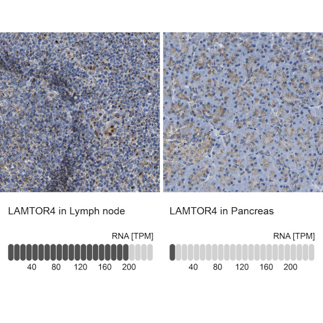 LAMTOR4 Antibody