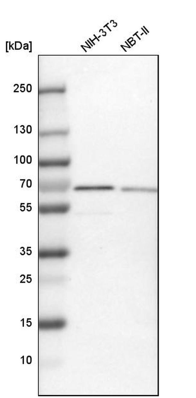 NOP58 Antibody in Western Blot (WB)