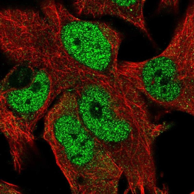 ZN827 Antibody in Immunocytochemistry (ICC/IF)