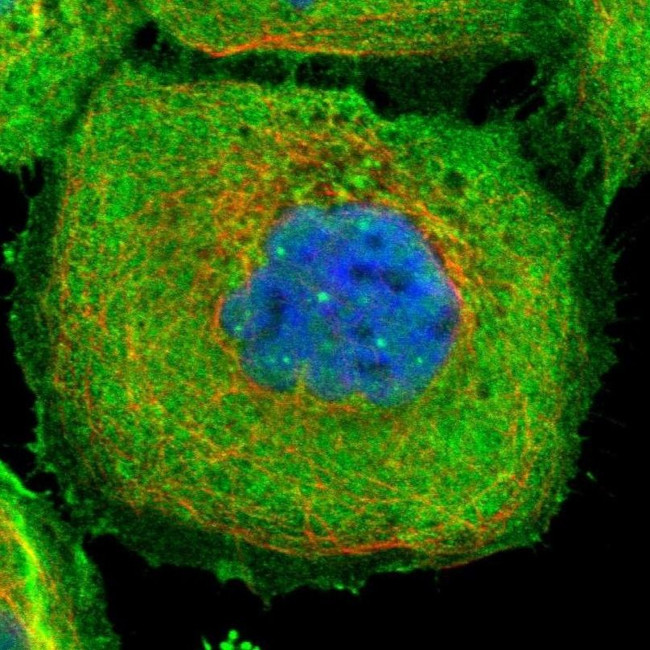 OBSCN Antibody in Immunocytochemistry (ICC/IF)