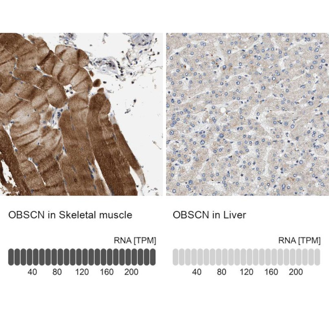 OBSCN Antibody